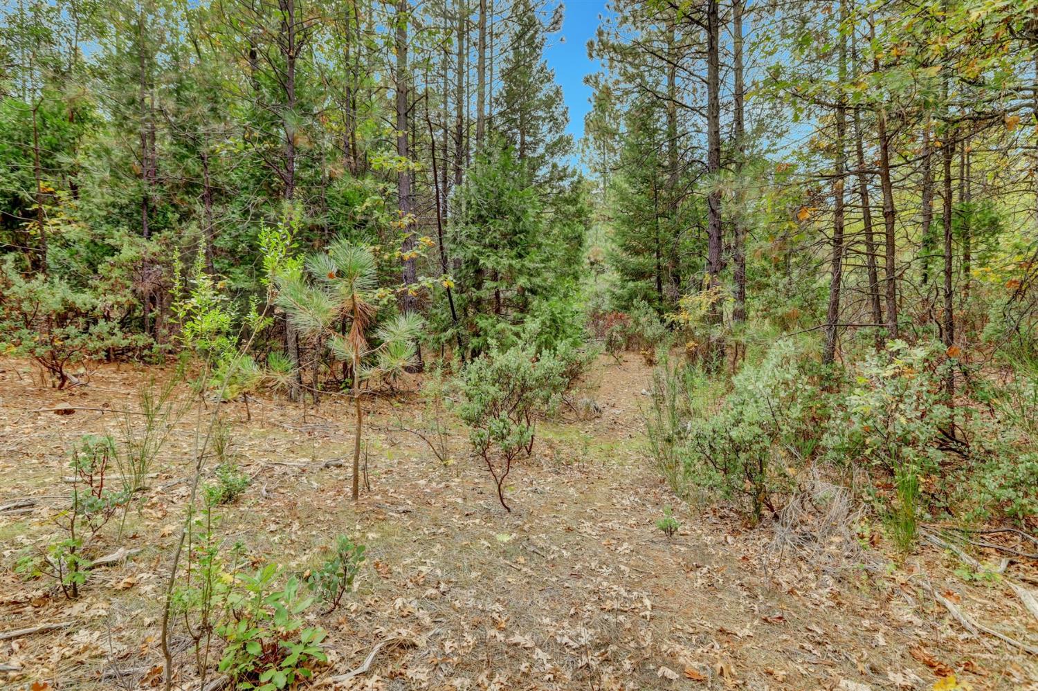 12566 Allison Ranch Road Grass Valley, CA 95949 - Photo 63 of 98