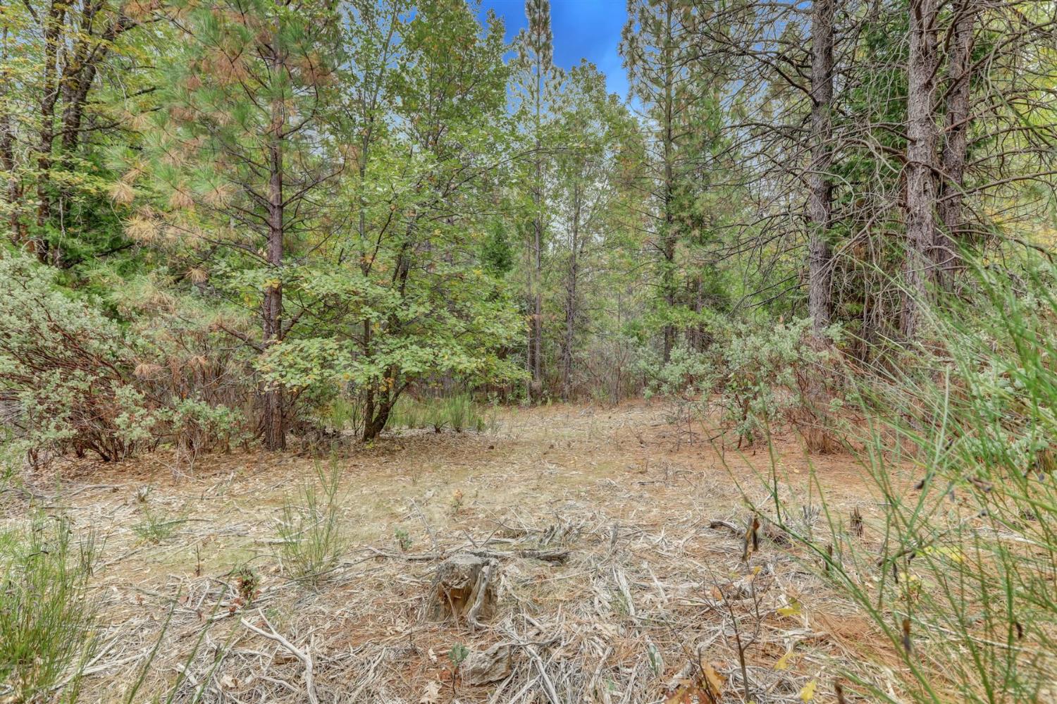 12566 Allison Ranch Road Grass Valley, CA 95949 - Photo 64 of 98 a view of a dry yard with trees