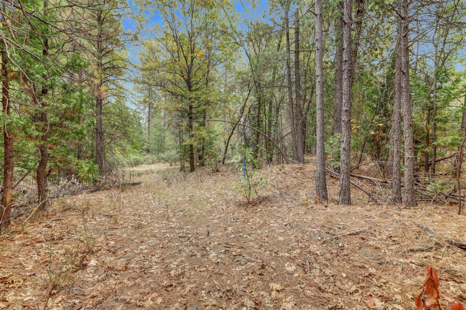 12566 Allison Ranch Road Grass Valley, CA 95949 - Photo 65 of 98 a view of a forest with trees in the background