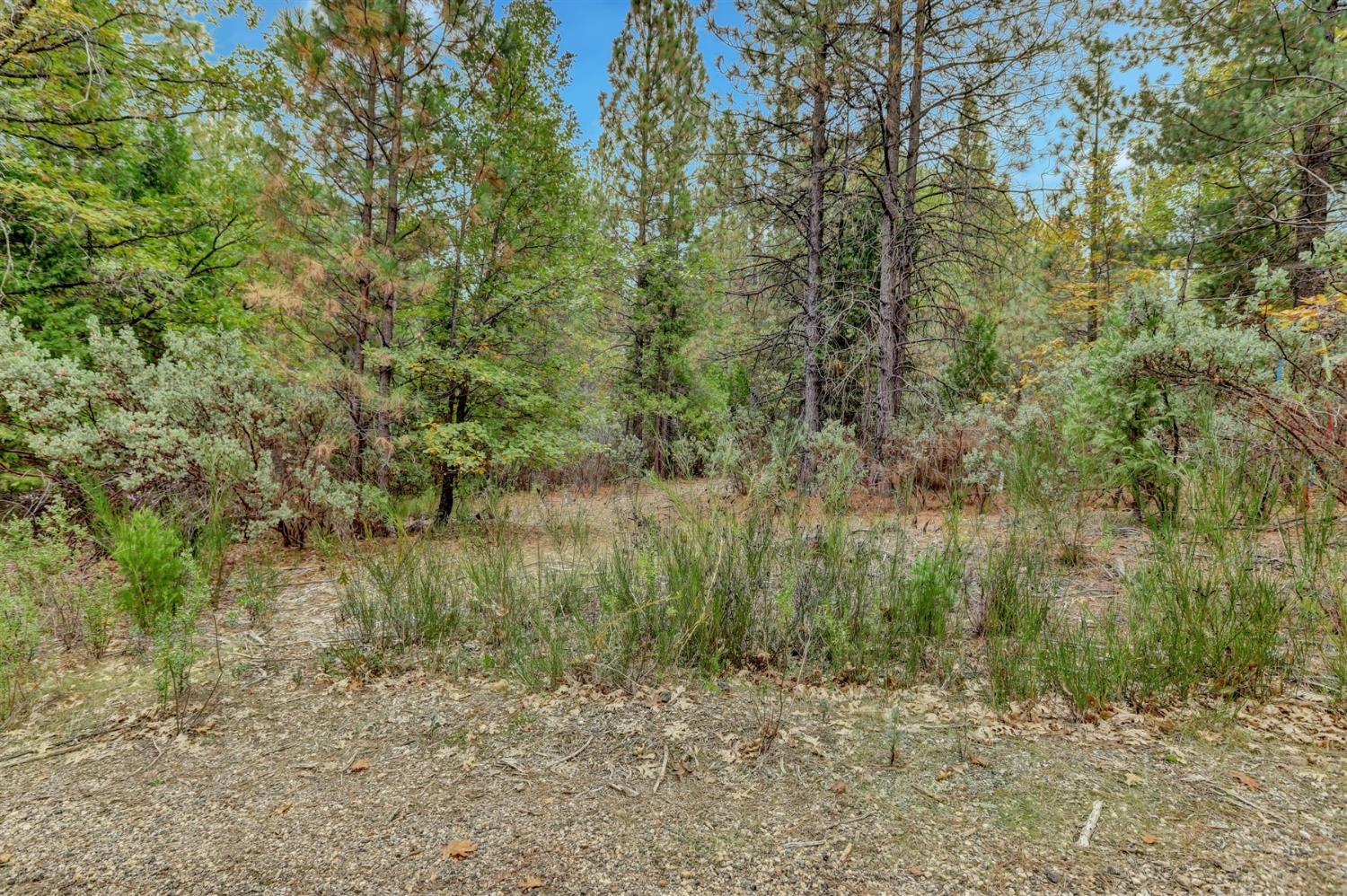 12566 Allison Ranch Road Grass Valley, CA 95949 - Photo 67 of 98 a view of a lake with lots of trees