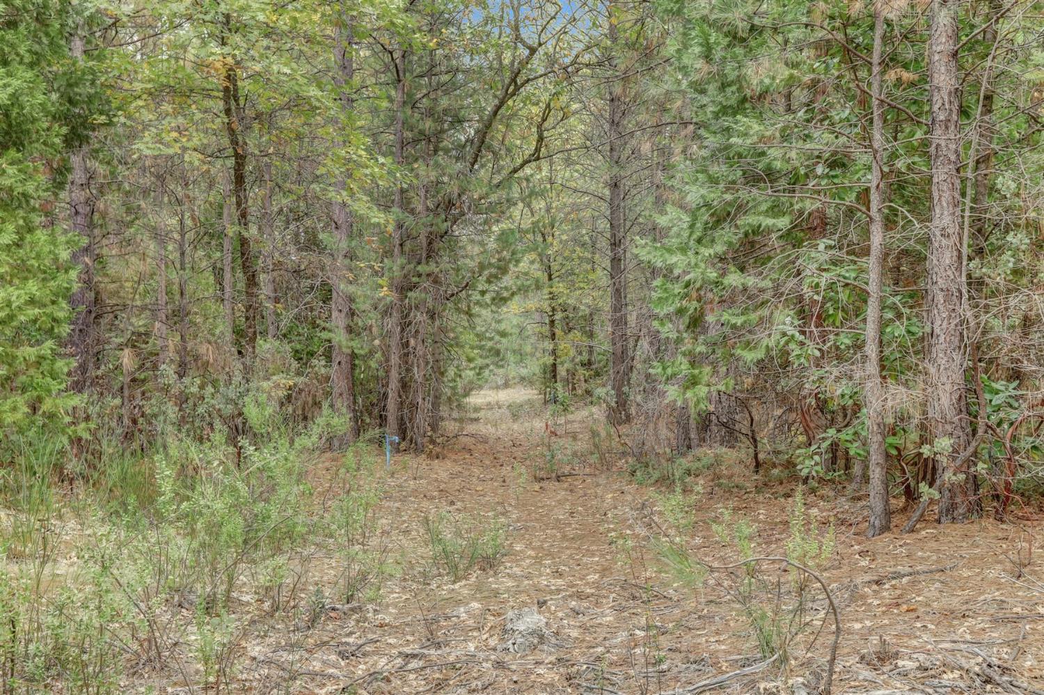 12566 Allison Ranch Road Grass Valley, CA 95949 - Photo 70 of 98