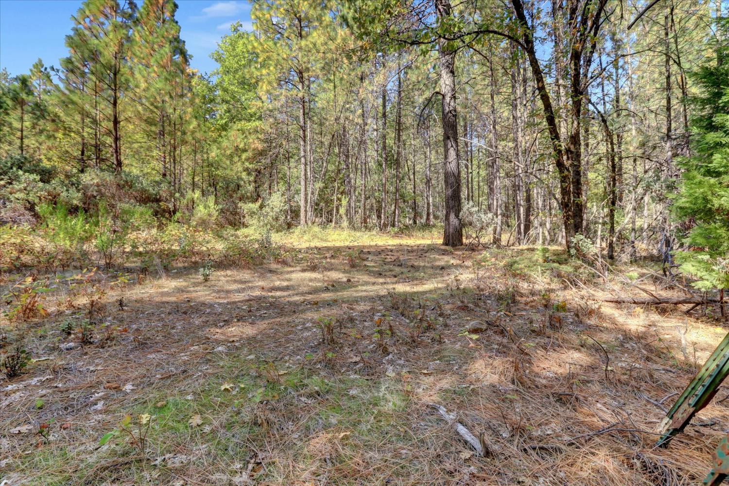 12566 Allison Ranch Road Grass Valley, CA 95949 - Photo 7 of 98 a view of dirt yard with a large tree