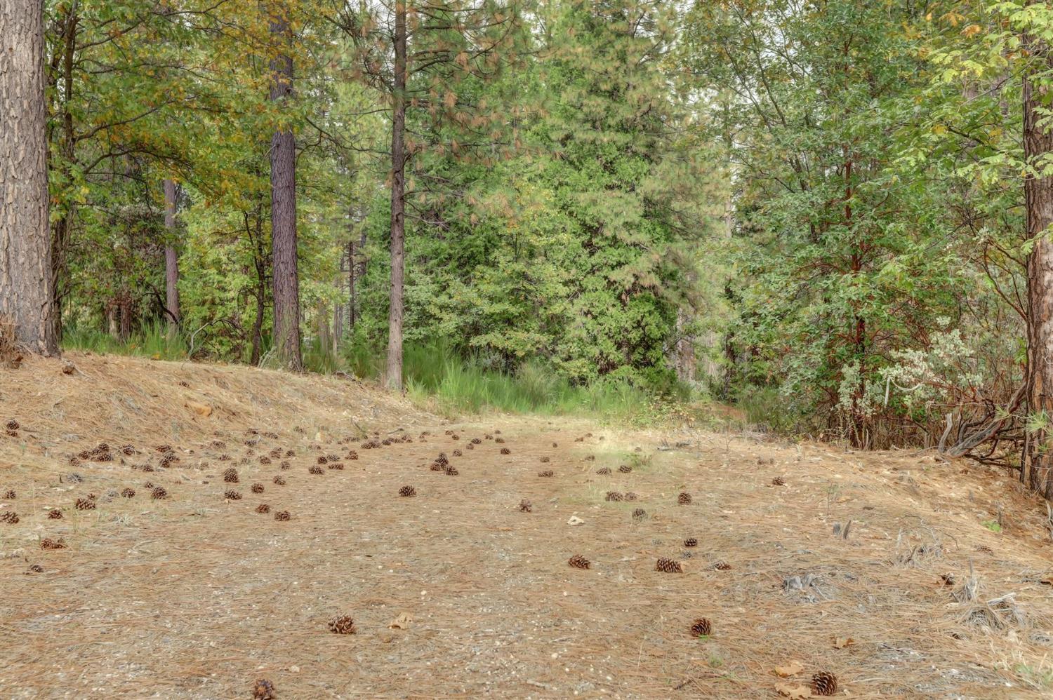 12566 Allison Ranch Road Grass Valley, CA 95949 - Photo 73 of 98 a view of a yard with trees