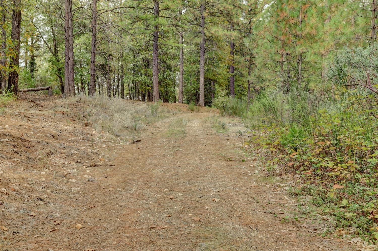 12566 Allison Ranch Road Grass Valley, CA 95949 - Photo 80 of 98 a view of a forest with trees in the background