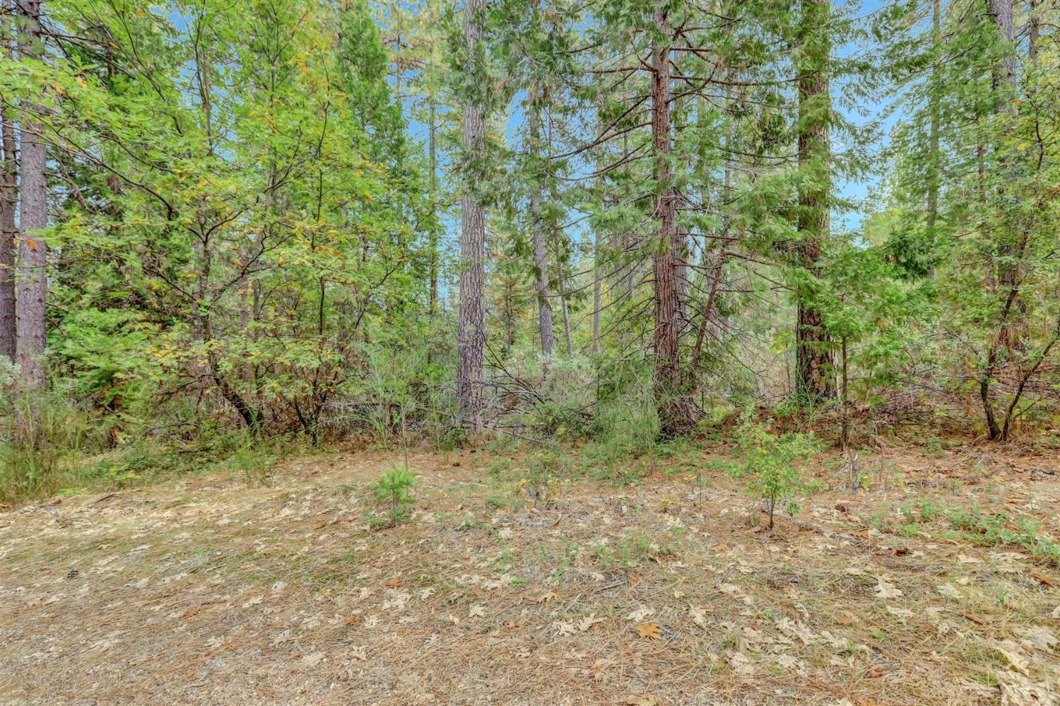 12566 Allison Ranch Road Grass Valley, CA 95949 - Photo 88 of 98 a view of a forest with trees in the background