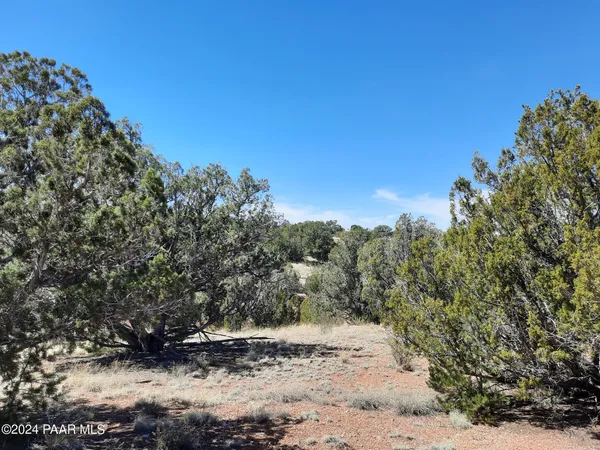 a view of a dry yard with trees