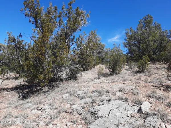 a view of road and trees