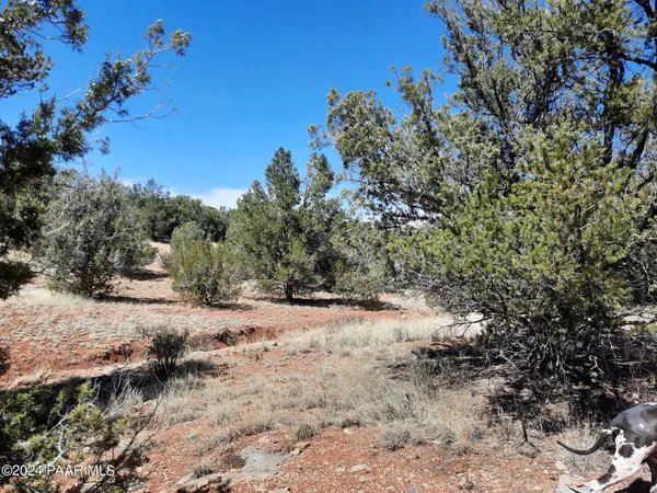 a view of a yard with trees in the background