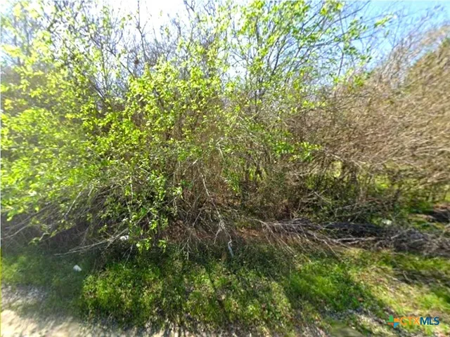 a view of a lush green forest