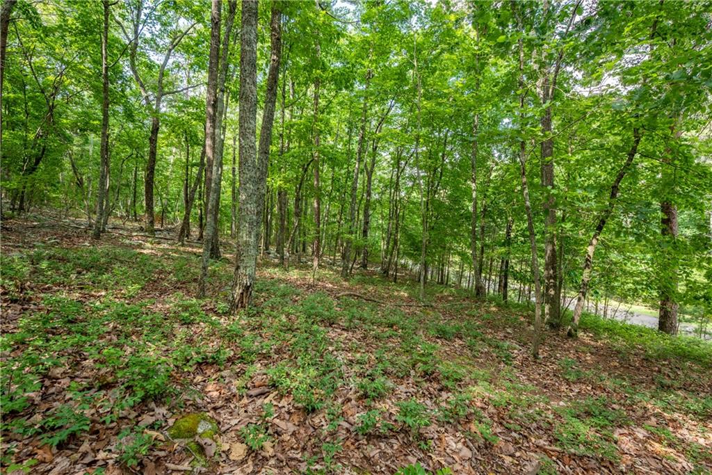 307 Stonehaven Court Jasper, GA 30143 - Photo 3 of 18 a big yard with lots of green space and trees