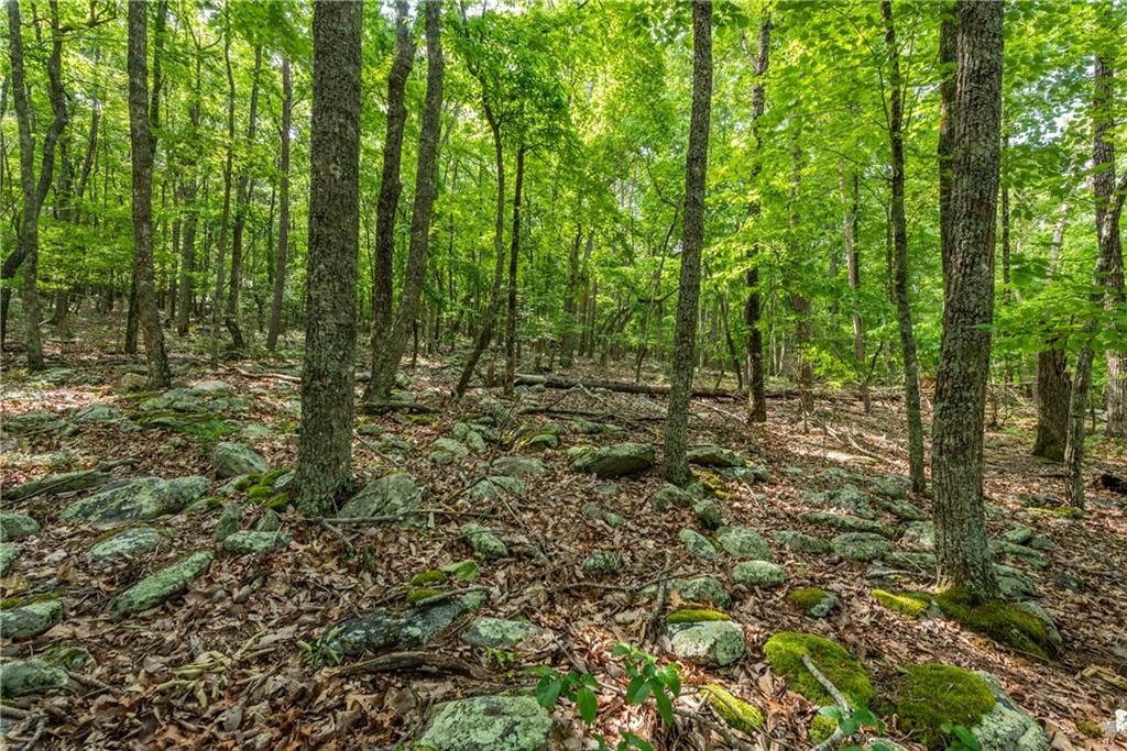 307 Stonehaven Court Jasper, GA 30143 - Photo 7 of 18 a view of outdoor space and trees