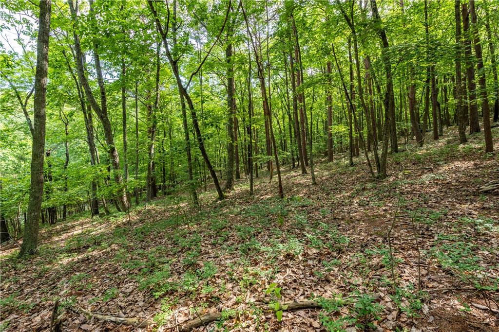 307 Stonehaven Court Jasper, GA 30143 - Photo 10 of 18 a view of forest