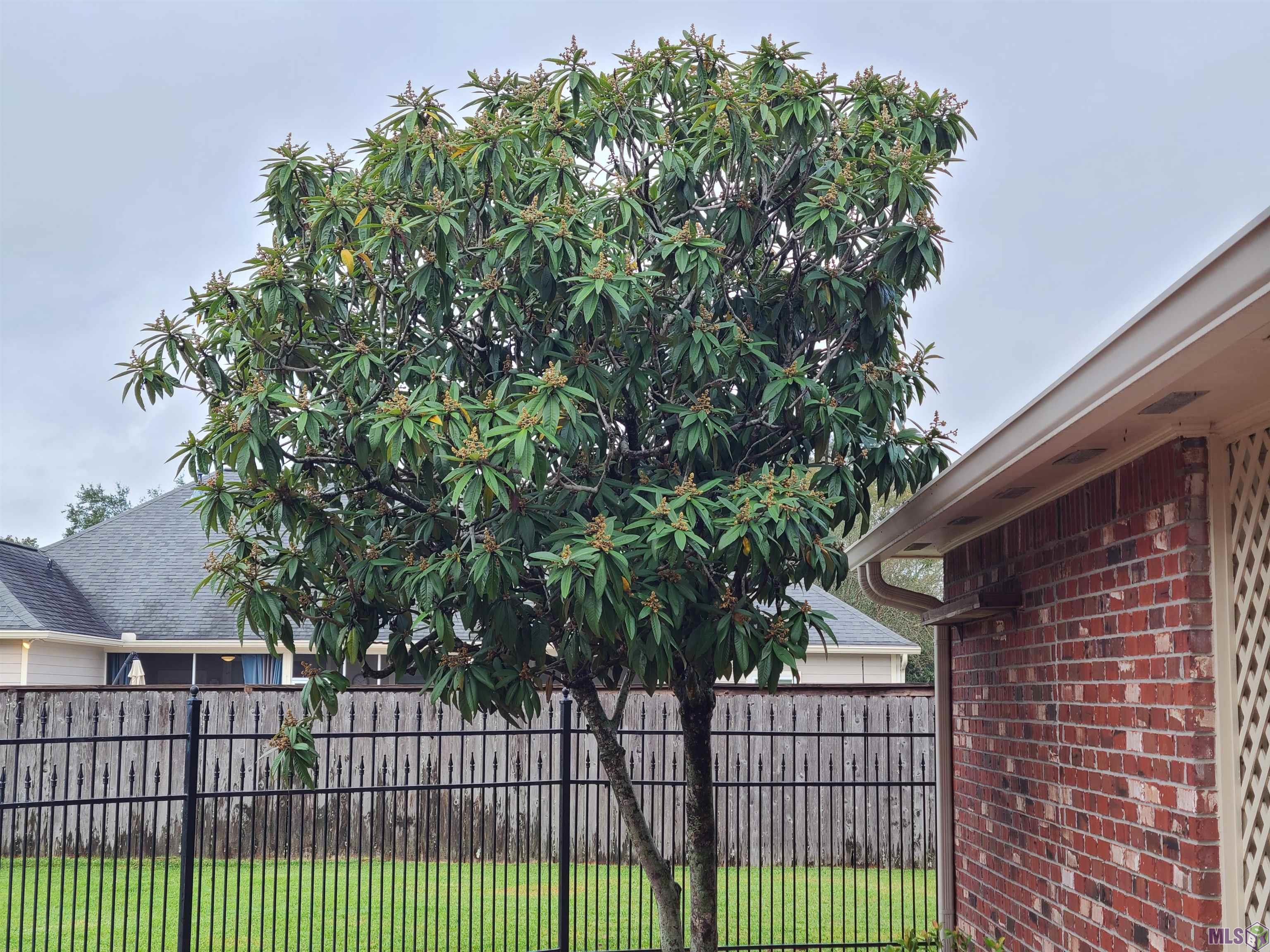1519 Ridgeland Drive Baton Rouge, LA 70810 - Photo 23 of 28 Large Loquat Tree