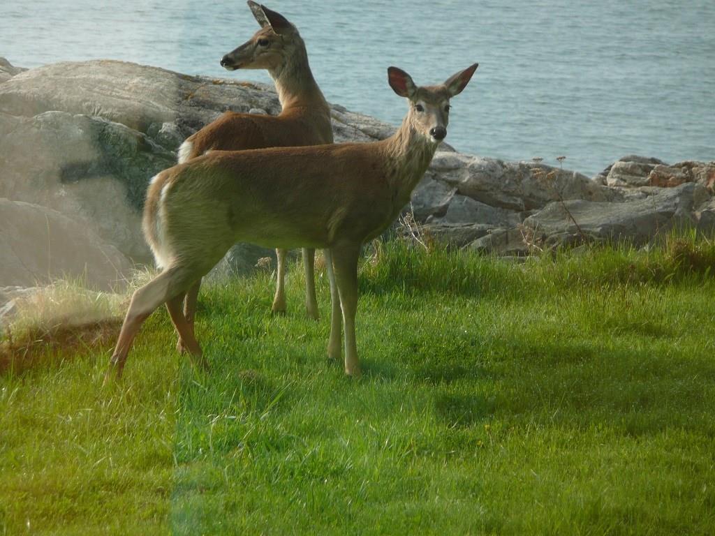 0 Loon Point Road Jonesport, ME 04649 - Photo 6 of 10 Wildlife habitat in the area is...