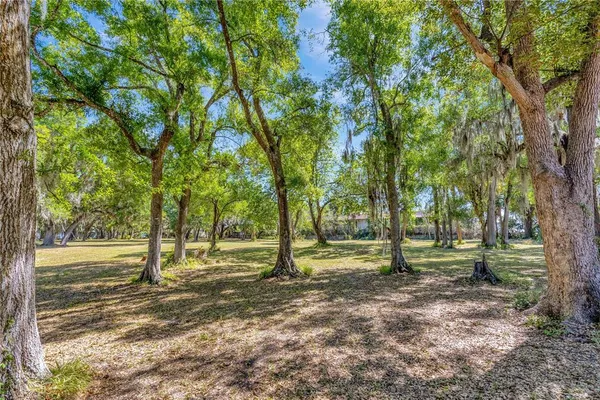 a view of a tree in a park