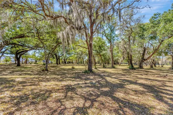 a view of a tree in the middle of a yard