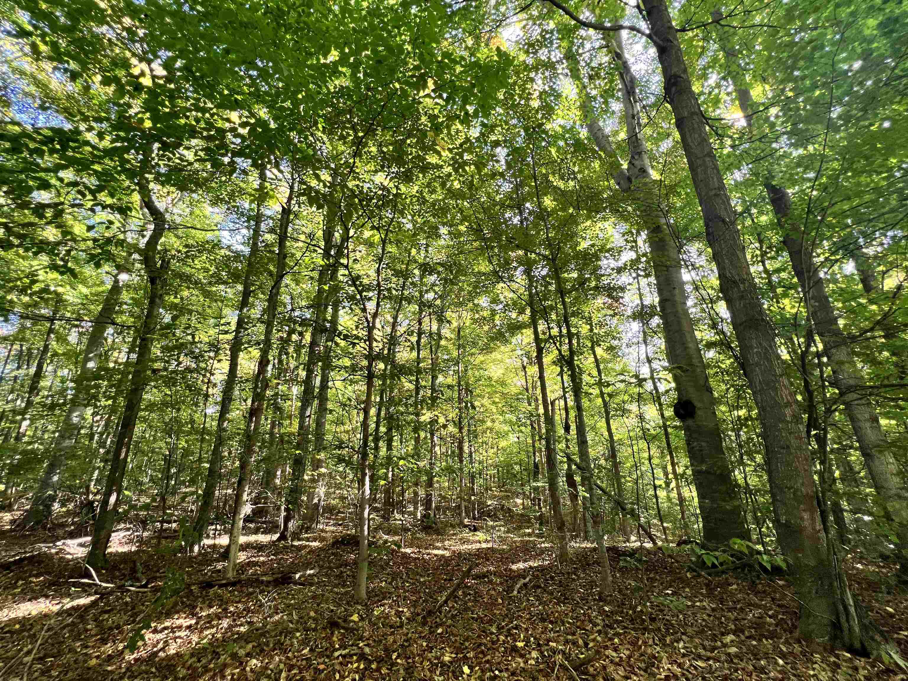 9188 Ruttan Road Northwest, Unit LOT: 9&10 Alden, MI 49612 - Photo 20 of 29