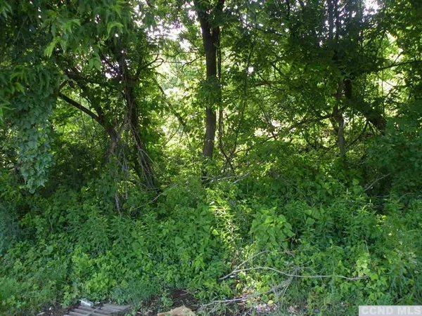 a view of a lush green forest