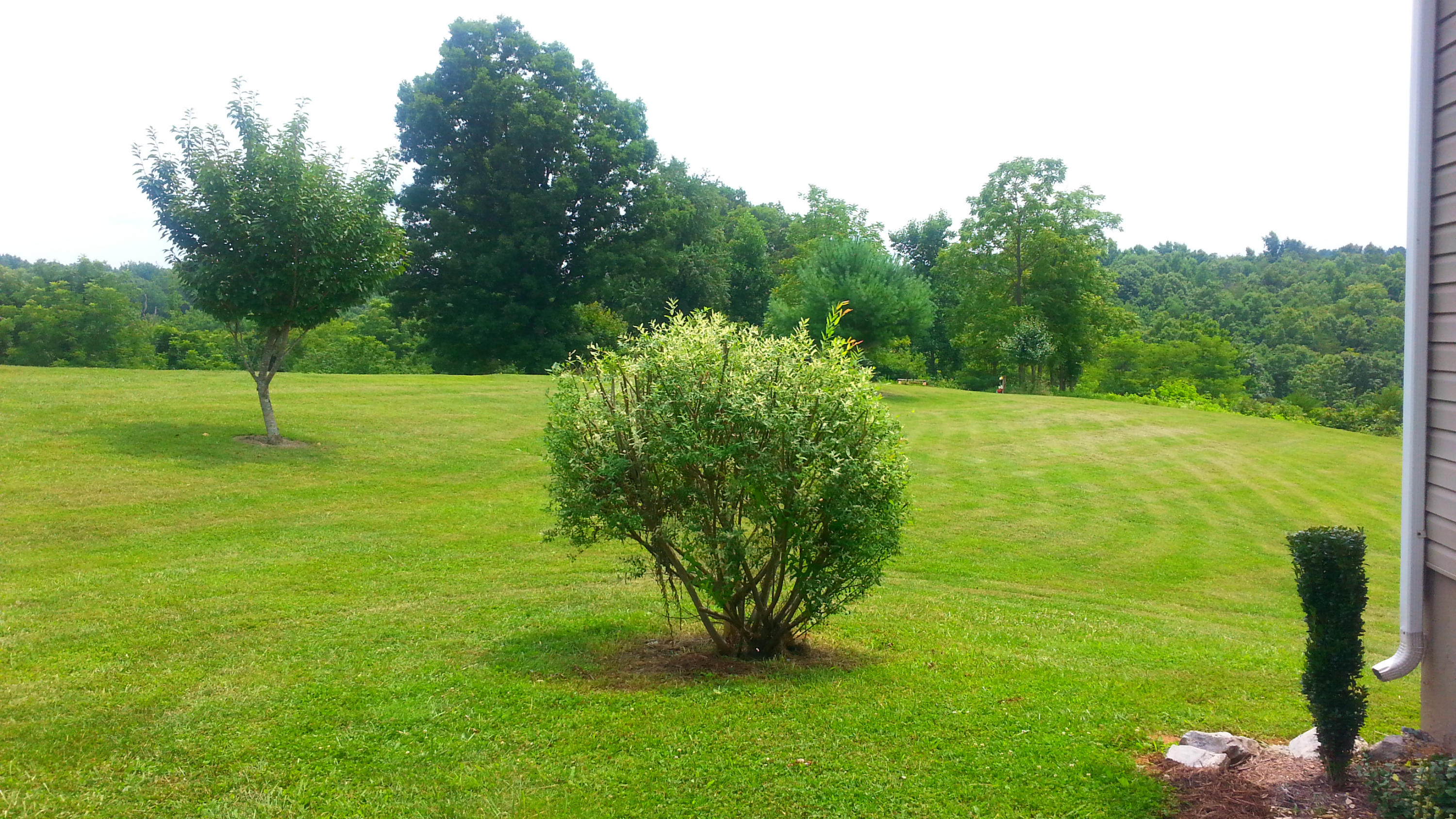 1681 Blankenship Road Goodview, VA 24095 - Photo 20 of 23 a view of a garden with a tree