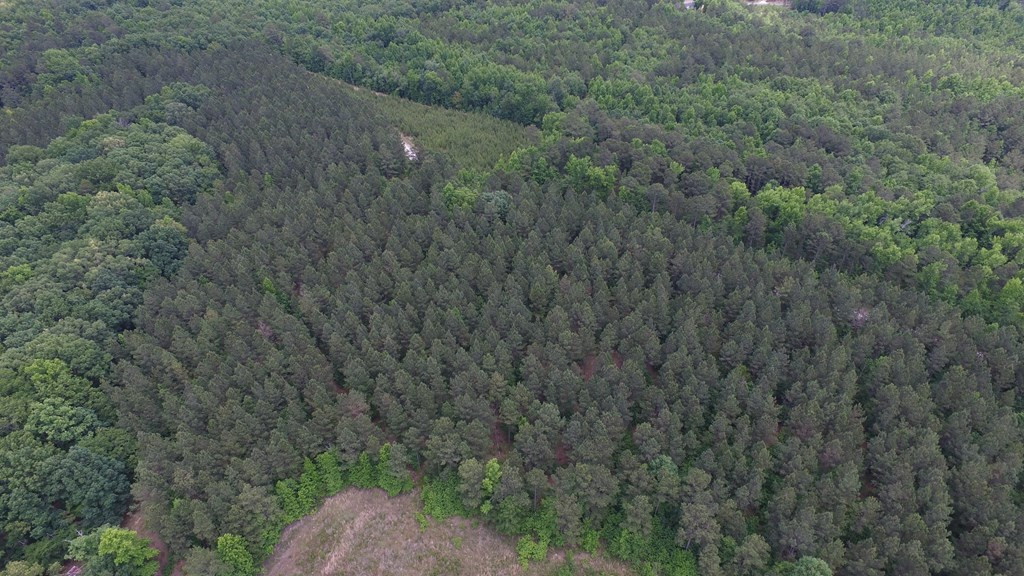 Lot 05 Razor Ridge Road Trenton, SC 29847 - Photo 4 of 11