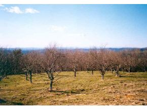 0 Pond Hill Road Castleton, VT 05735 - Photo 1 of 1