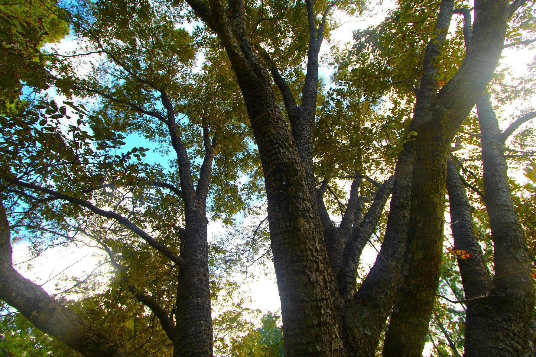 4161 Range Road Stem, NC 27581 - Photo 40 of 43 a view of tree