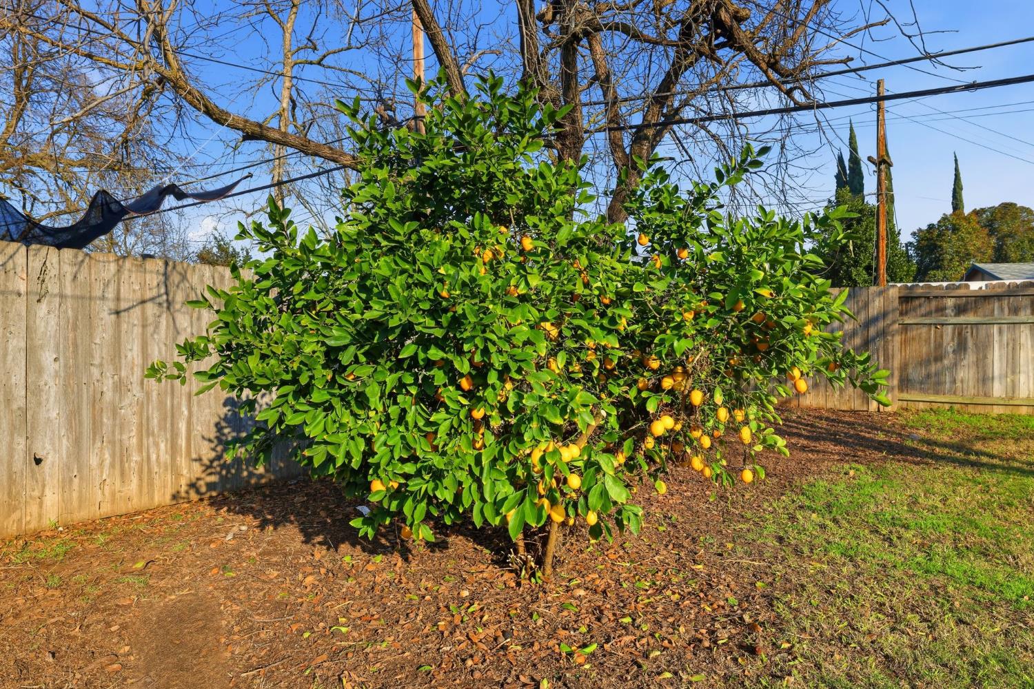 5674 Rio Verde Way North Highlands, CA 95660 - Photo 30 of 35 a view of a yard with plants and large trees