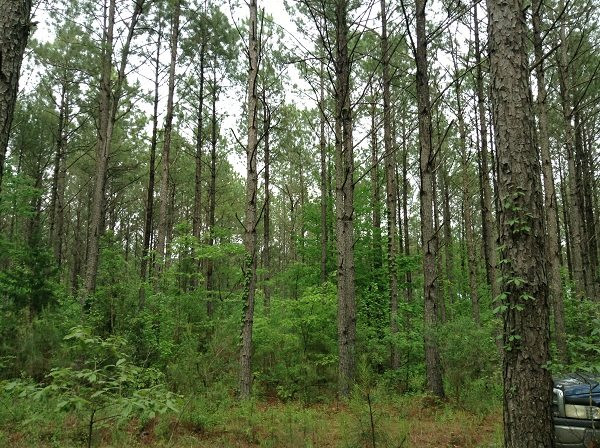 0 Webster Creek Road Lexington, MS 39095 - Photo 1 of 14 Photo 1