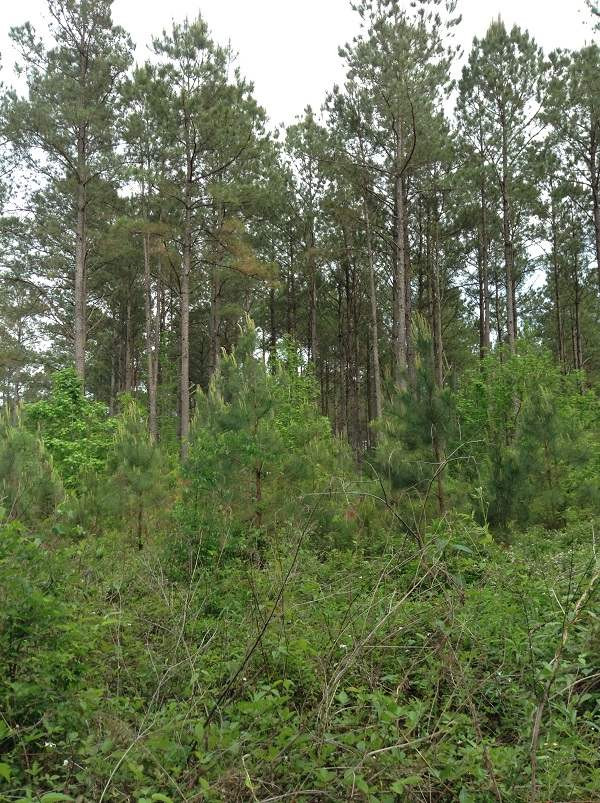 0 Webster Creek Road Lexington, MS 39095 - Photo 11 of 14 Photo 11