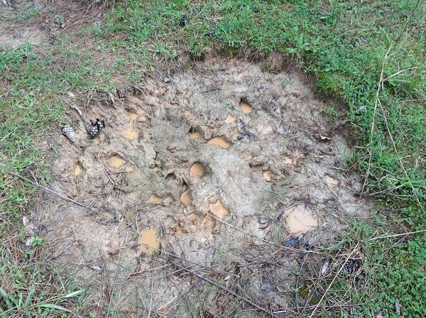 0 Webster Creek Road Lexington, MS 39095 - Photo 12 of 14 Photo 12