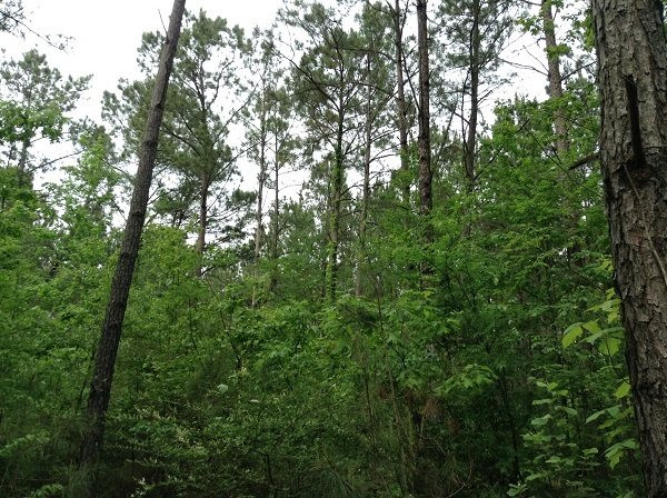 0 Webster Creek Road Lexington, MS 39095 - Photo 3 of 14 Photo 3