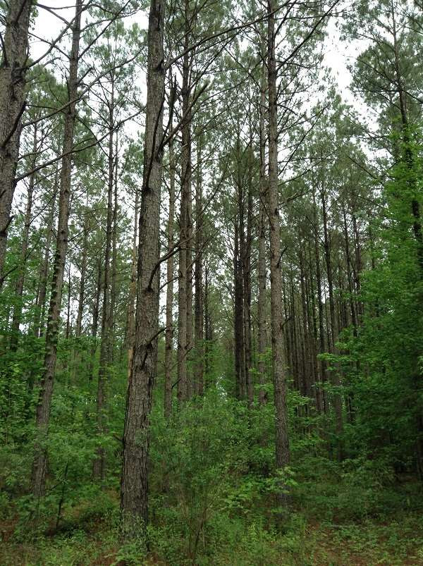 0 Webster Creek Road Lexington, MS 39095 - Photo 4 of 14 Photo 4