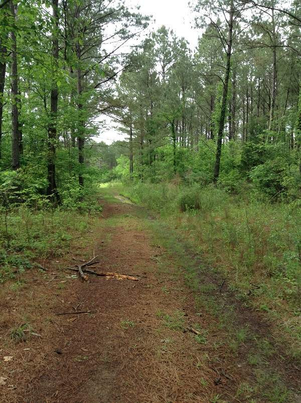 0 Webster Creek Road Lexington, MS 39095 - Photo 5 of 14 Photo 5