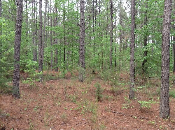 0 Webster Creek Road Lexington, MS 39095 - Photo 6 of 14 Photo 6