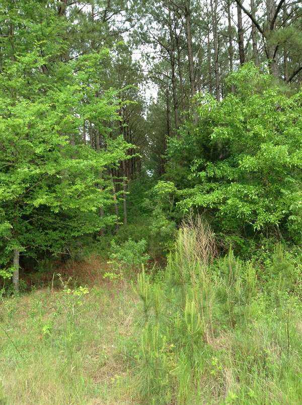 0 Webster Creek Road Lexington, MS 39095 - Photo 8 of 14 Photo 8