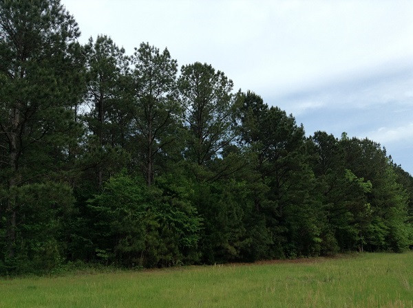 0 Webster Creek Road Lexington, MS 39095 - Photo 9 of 14 Photo 9