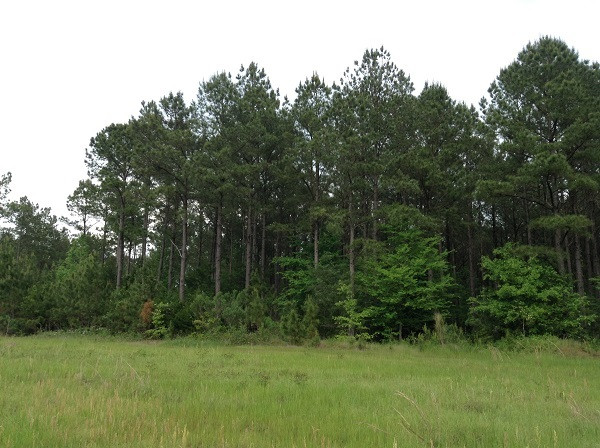 0 Webster Creek Road Lexington, MS 39095 - Photo 10 of 14 Photo 10