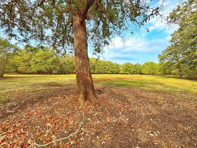 a view of an ocean with a tree