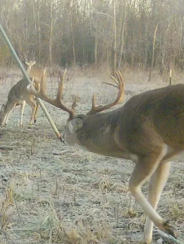 a view of a forest with trees