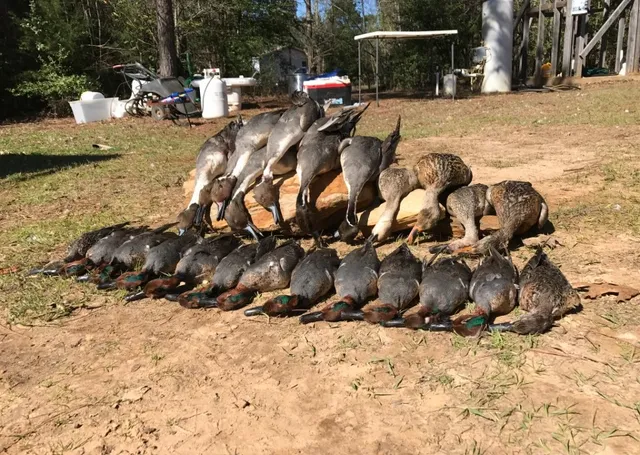 a view of a yard with wooden fence