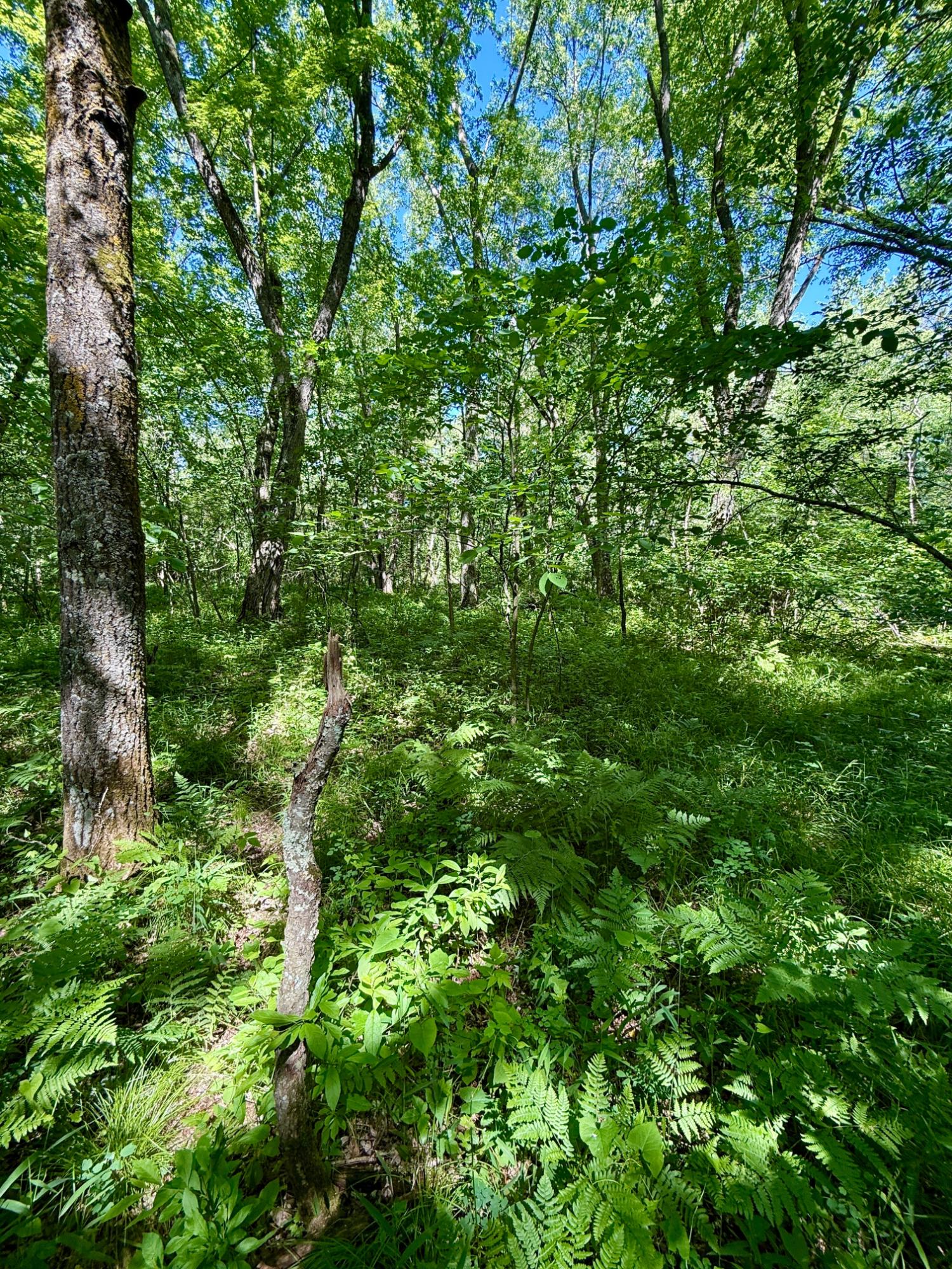 Lot 7 Pine River Road Tomahawk, WI 54487 - Photo 13 of 22