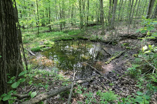 a view of a garden with plants and a bench