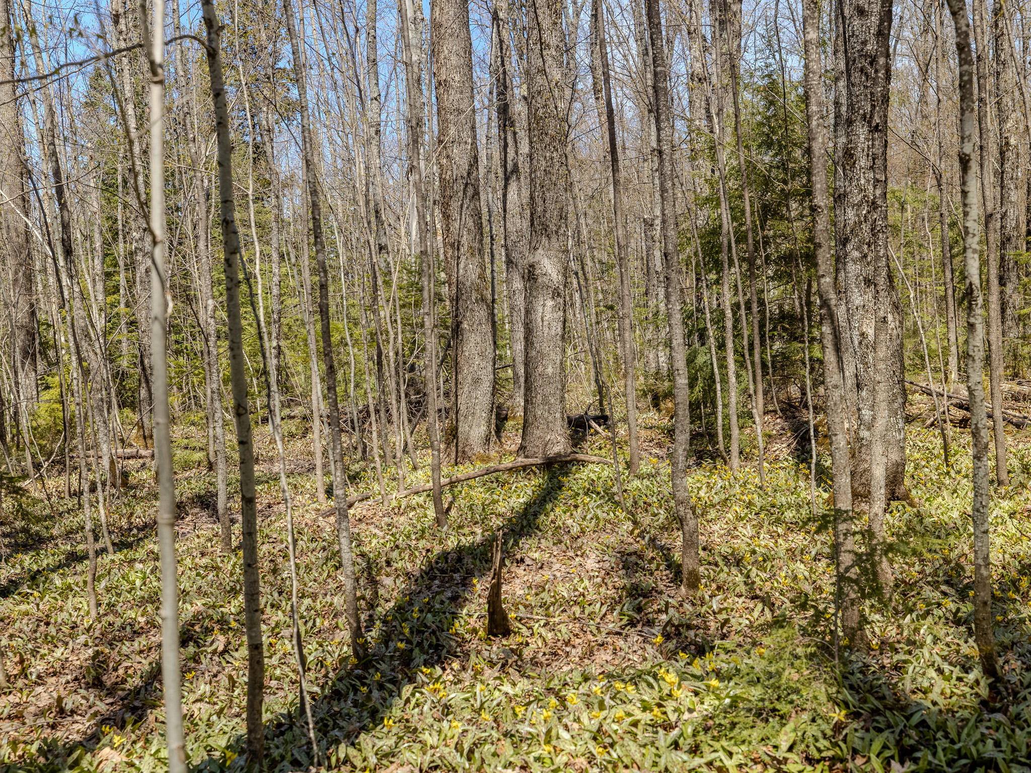 Lot3 East Shore Road Ewen, MI 49925 - Photo 23 of 25 048A2082-HDR
