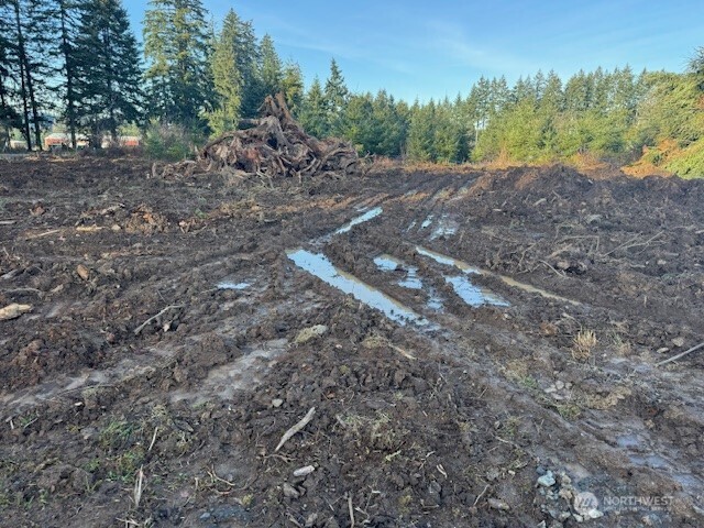 380 Hawkins Road Winlock, WA 98596 - Photo 5 of 7 a view of a yard with a tree