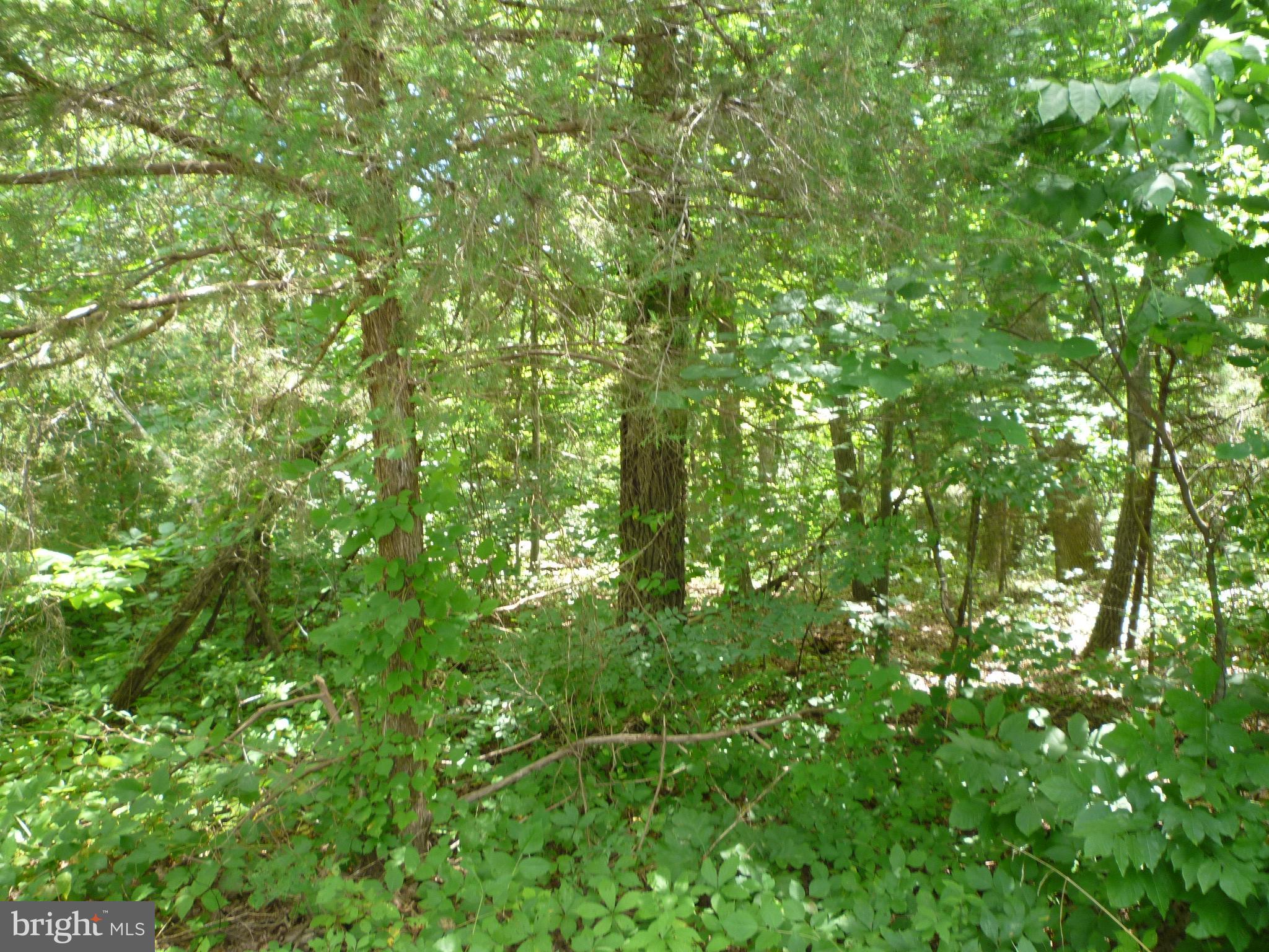 Lot 8-sect Supinlick Ridge Mount Mount Jackson, VA 22842 - Photo 3 of 3