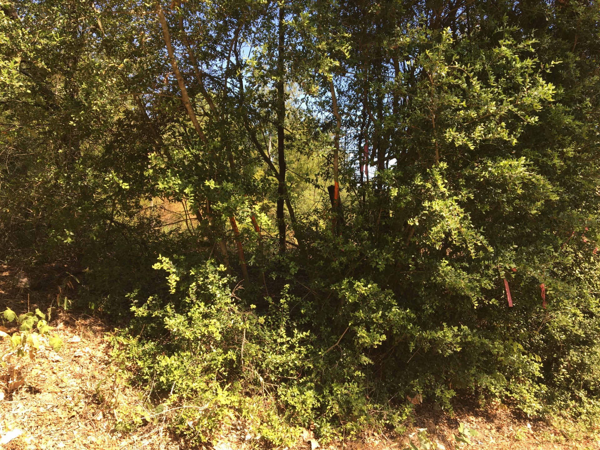 0 State Highway Elkhart, TX 75839 - Photo 5 of 8 a picture of tree