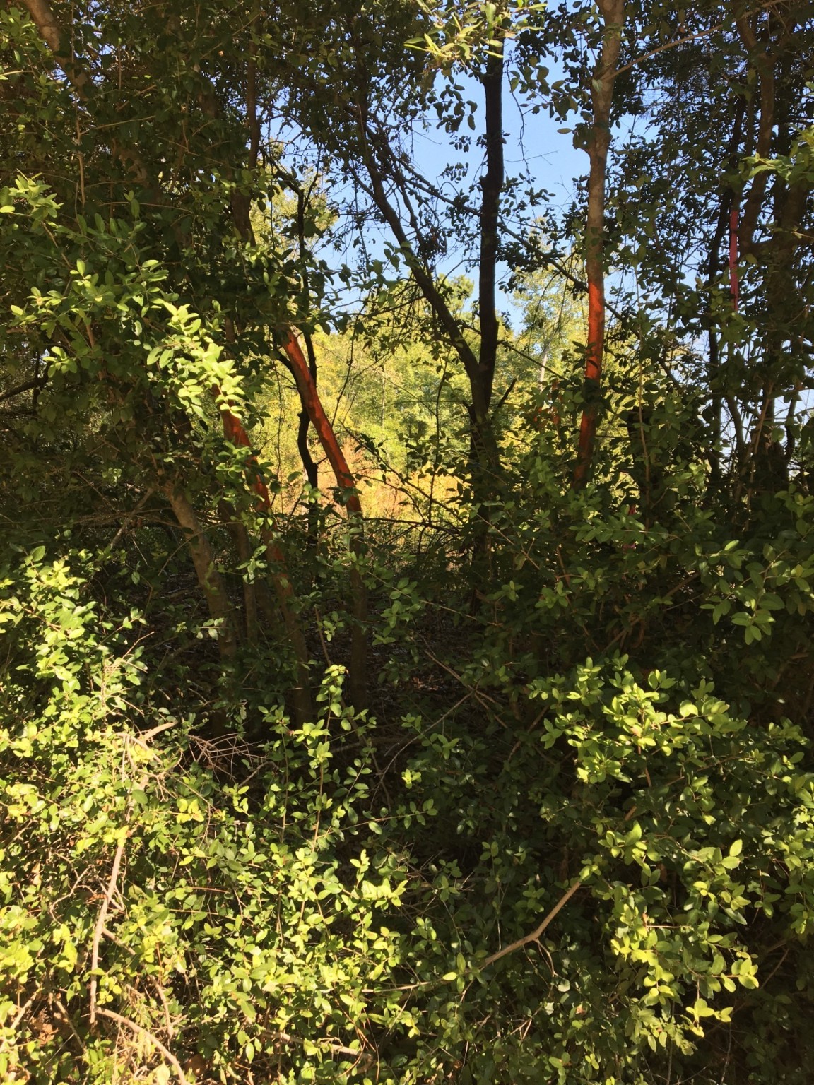 0 State Highway Elkhart, TX 75839 - Photo 6 of 8 a view of tree