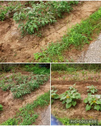 a view of backyard with table and chairs a barbeque and trees