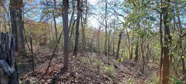 a view of a forest with trees