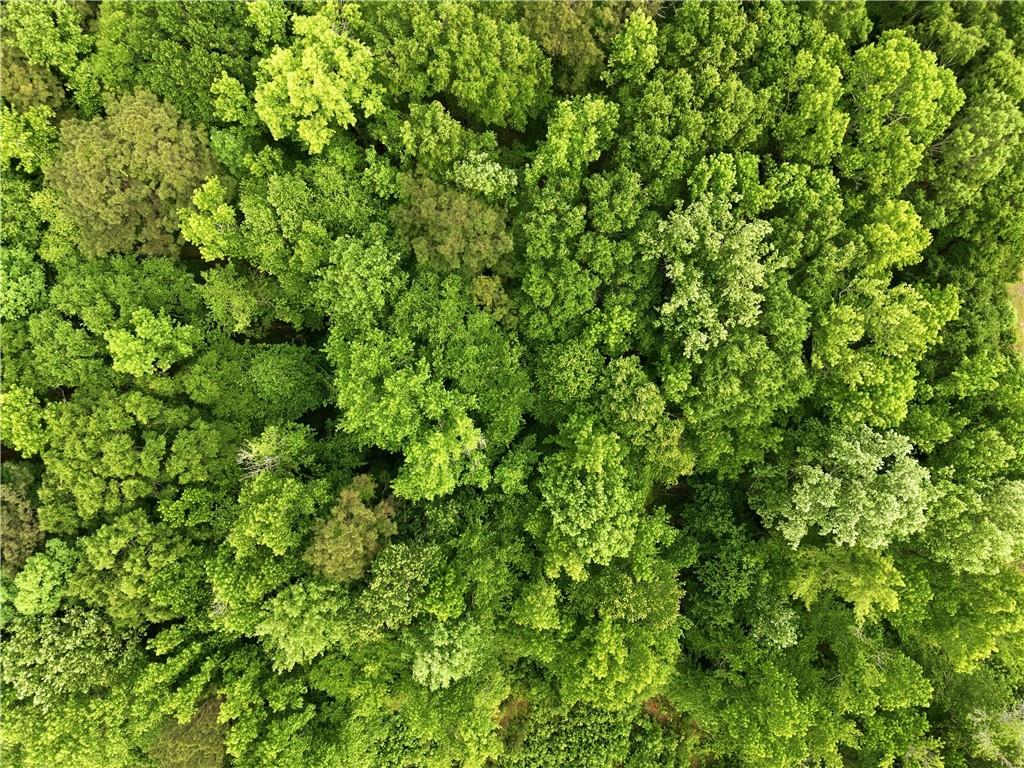 301 Singley Drive Locust Grove, GA 30248 - Photo 11 of 12 a view of a lush green forest